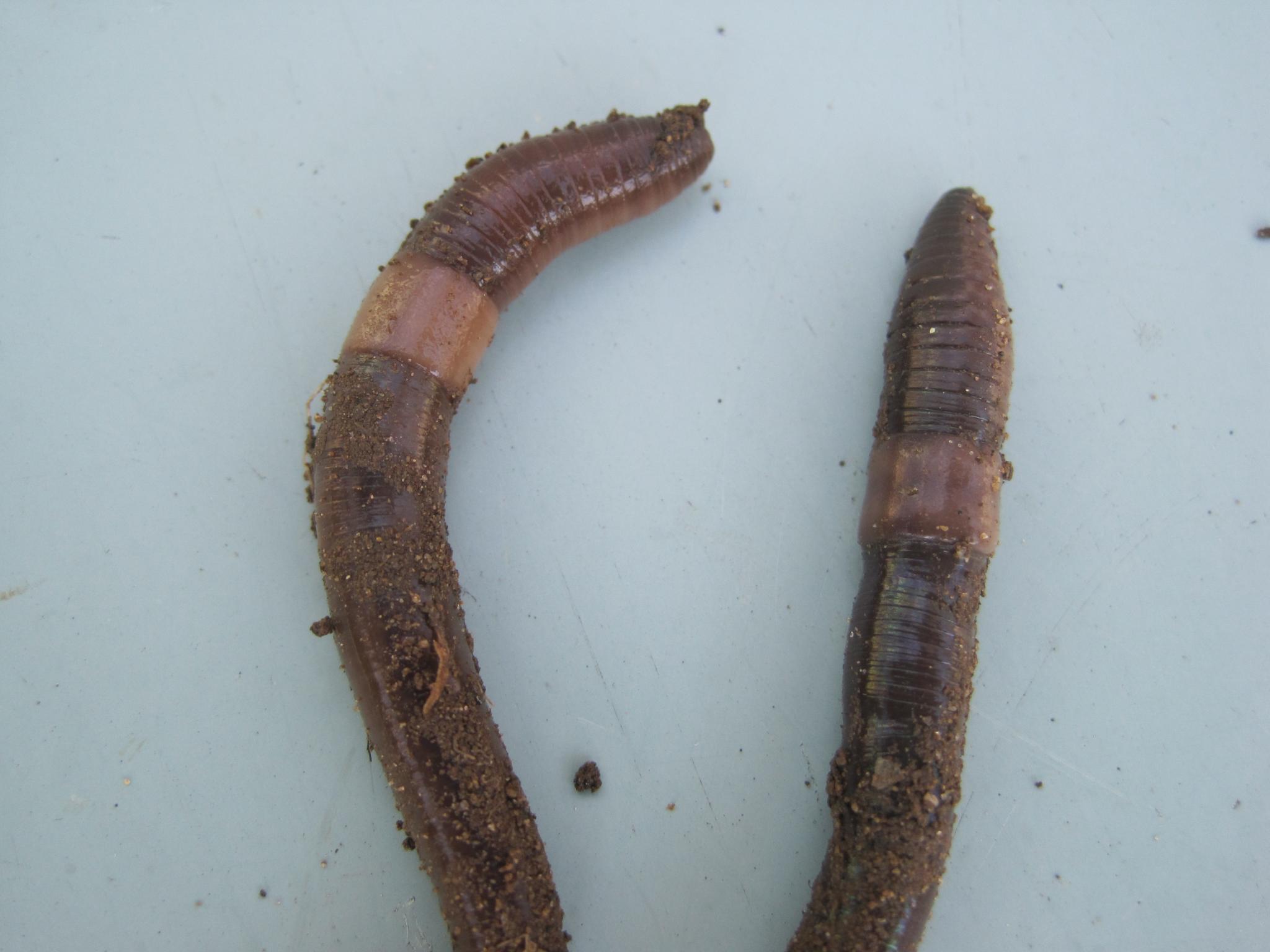 Asian Jumping Worm Identification and Information